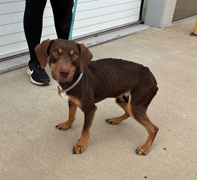 ORANGE MOCHA FRAPPUCCINO - Treeing Walker Coonhound / Dachshund available for adoption