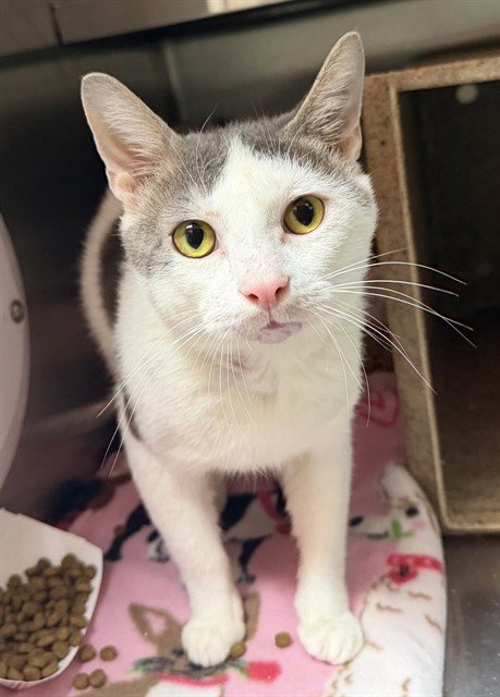 PATCHES - Domestic Short Hair available for adoption