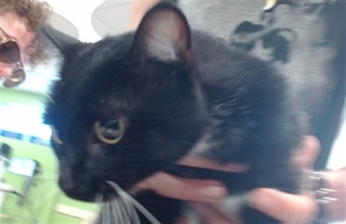 MOLASSES - Domestic Short Hair available for adoption