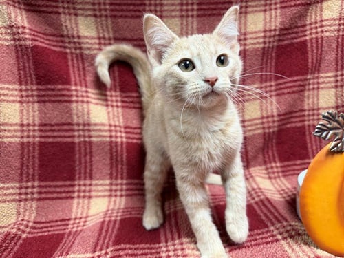 DAEMON - Domestic Short Hair available for adoption