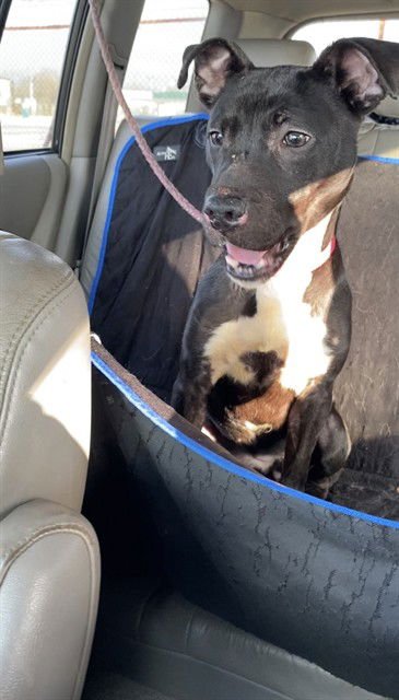 CHAMILLI - Pit Bull Terrier available for adoption