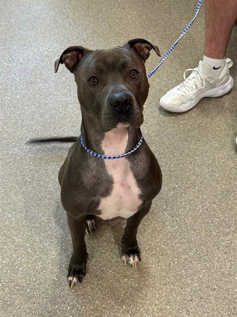 BENJI - Pit Bull Terrier available for adoption