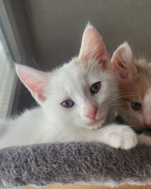 MARSHMALLOW - Domestic Short Hair available for adoption
