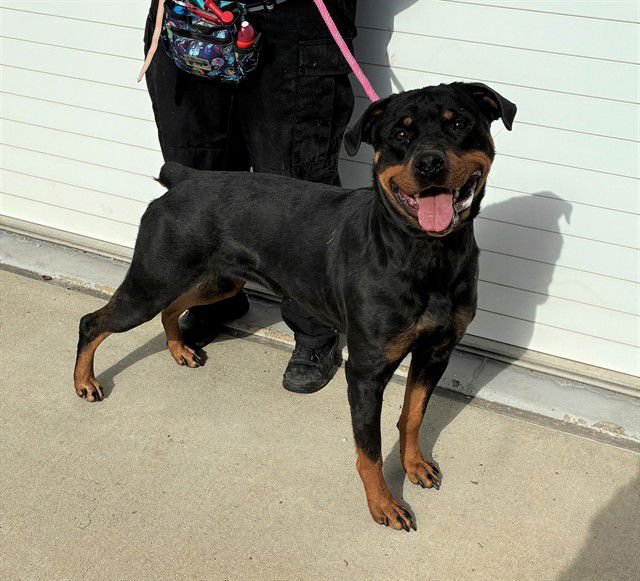 BROCCOLI SALAD - Rottweiler available for adoption