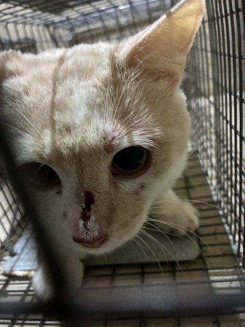 BURT - Domestic Short Hair available for adoption