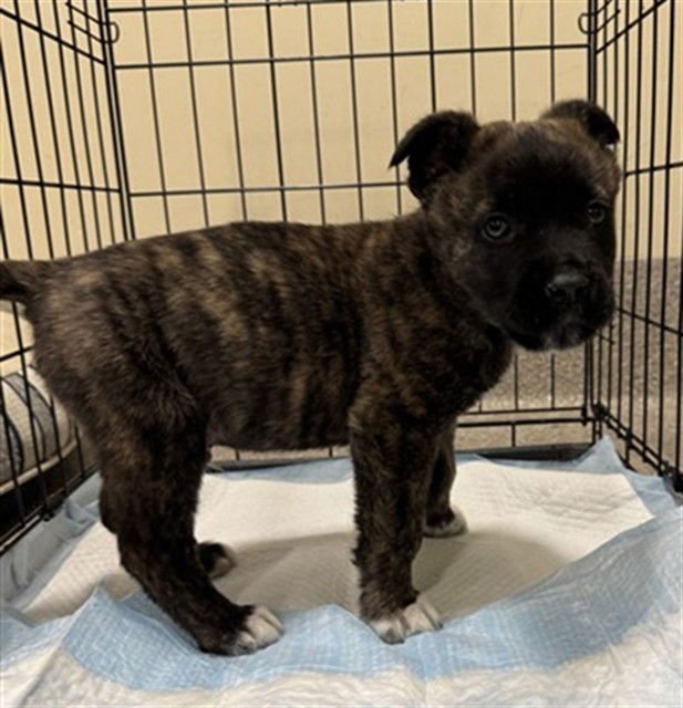 CONRAD WOOLY WORM - Pit Bull Terrier available for adoption