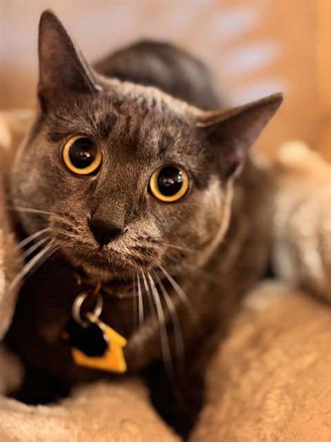 OLLIE - Domestic Short Hair available for adoption