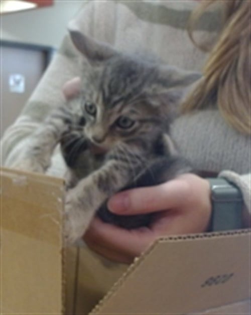 LOL - Domestic Short Hair available for adoption
