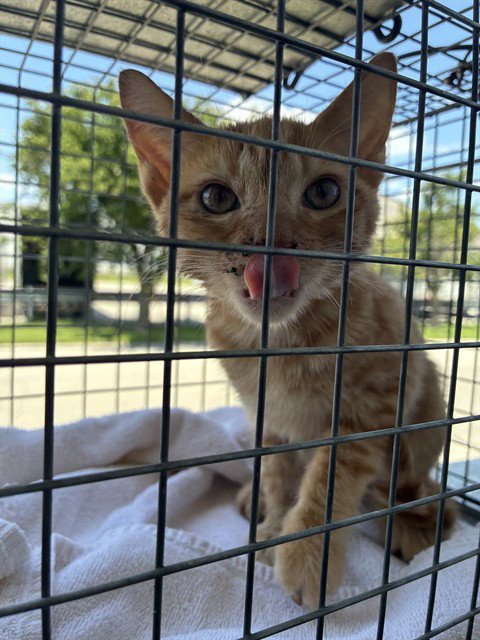 A800381 - Domestic Short Hair available for adoption