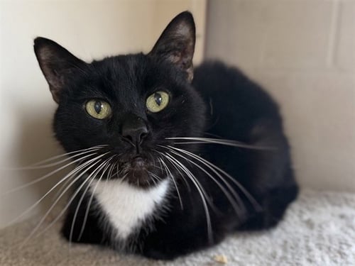 MR. BARBARA - Domestic Short Hair available for adoption