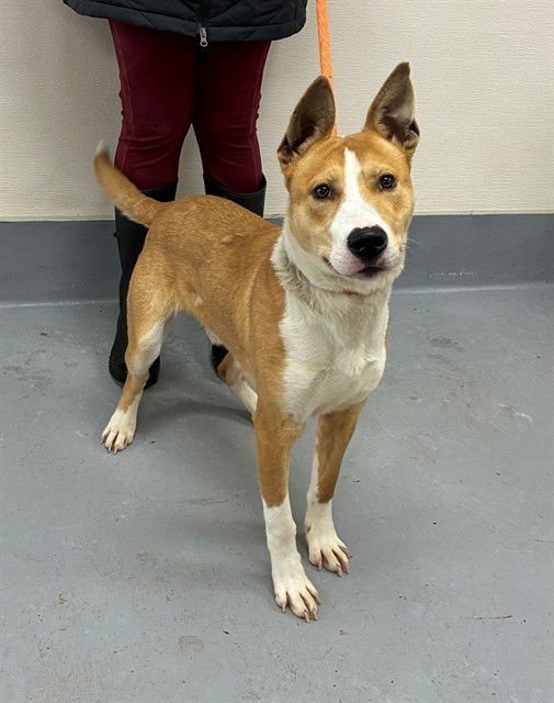WALKIE TALKIE - Basenji available for adoption