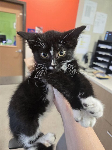 MAE - Domestic Short Hair available for adoption
