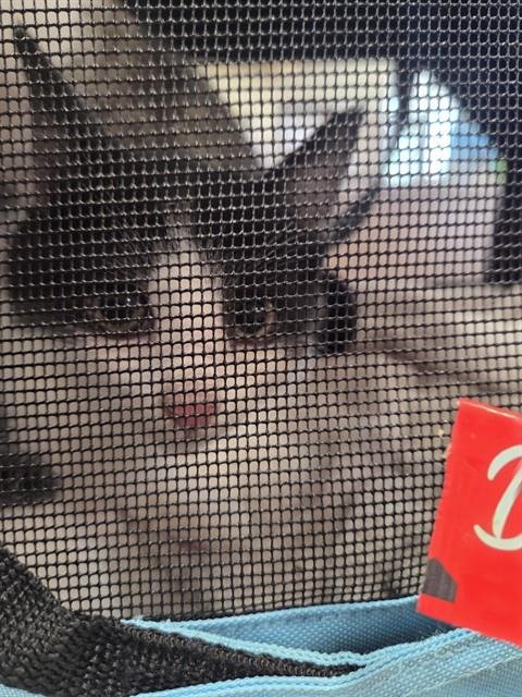 DAVY JONES - Domestic Short Hair available for adoption