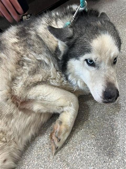 A793921 - Husky available for adoption