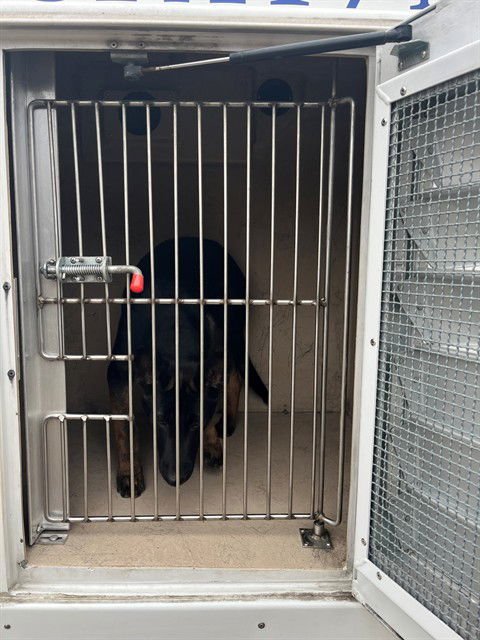 PUPPY - German Shepherd Dog available for adoption