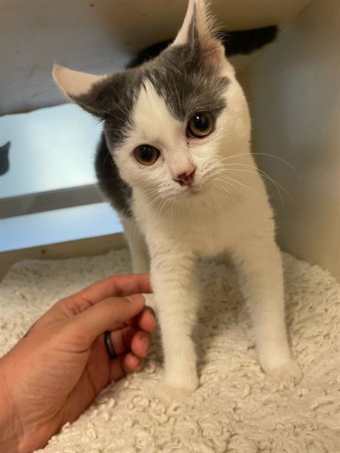 WALKER - Domestic Medium Hair available for adoption