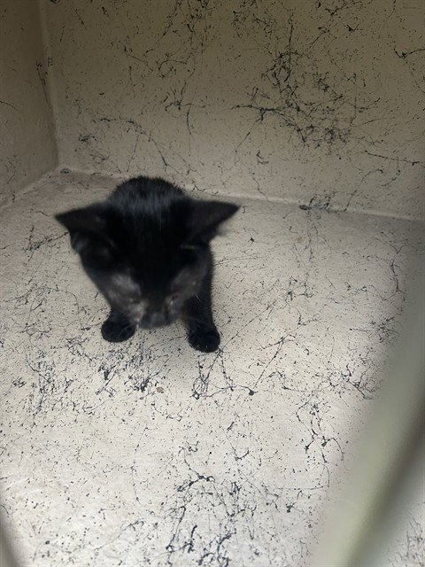 A798784 - Domestic Short Hair available for adoption