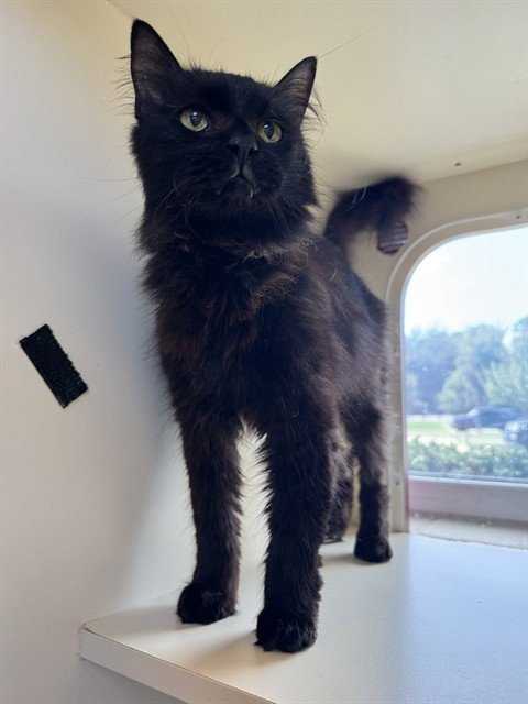 RUPAUL'S CATRACE - Domestic Long Hair available for adoption