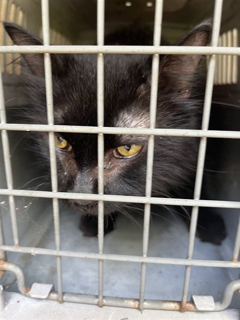 RUPAUL'S CATRACE - Domestic Long Hair available for adoption