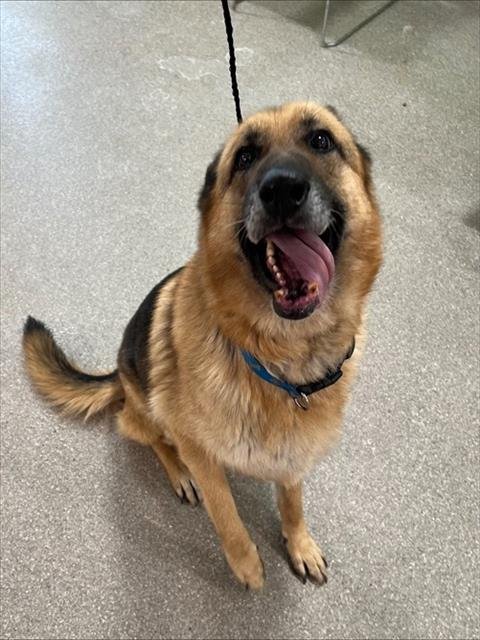 ROCKY - German Shepherd Dog available for adoption