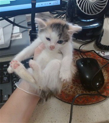 REGINA WHITE - Domestic Short Hair available for adoption