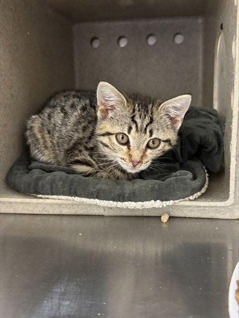 A798500 - Domestic Short Hair available for adoption