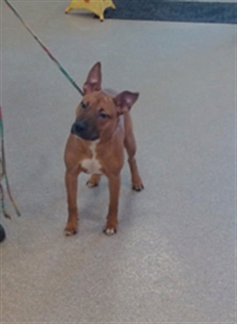 CLOOLESS - Staffordshire Bull Terrier available for adoption