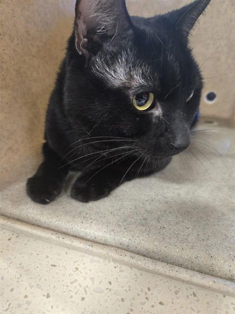 A794466 - Domestic Short Hair available for adoption