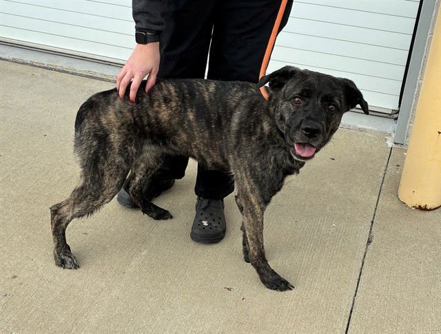 TEXAS ROADHOUSE ROLLS - Dutch Shepherd / Labrador Retriever available for adoption