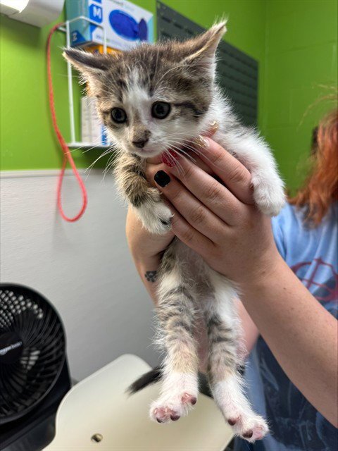 ELIZA - Domestic Short Hair available for adoption