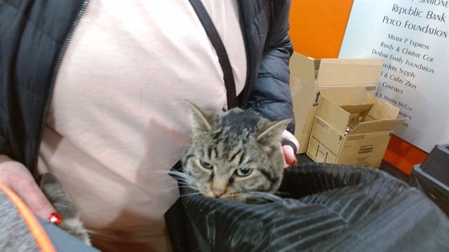 A793189 - Domestic Short Hair available for adoption