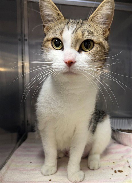 CORDELIA - Domestic Short Hair available for adoption