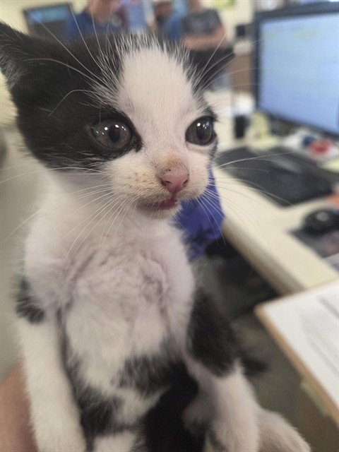USO - Domestic Short Hair available for adoption