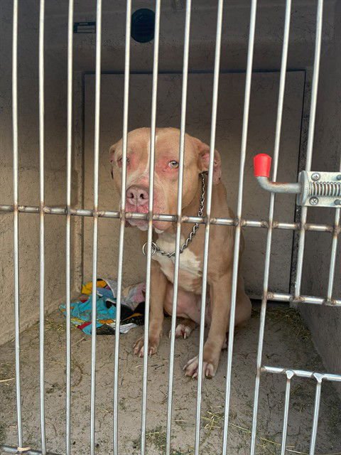 ROSIE REMBRANDT - Pit Bull Terrier available for adoption