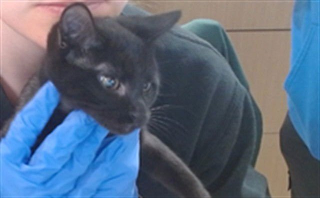 JAMES BALDWIN - Domestic Short Hair available for adoption