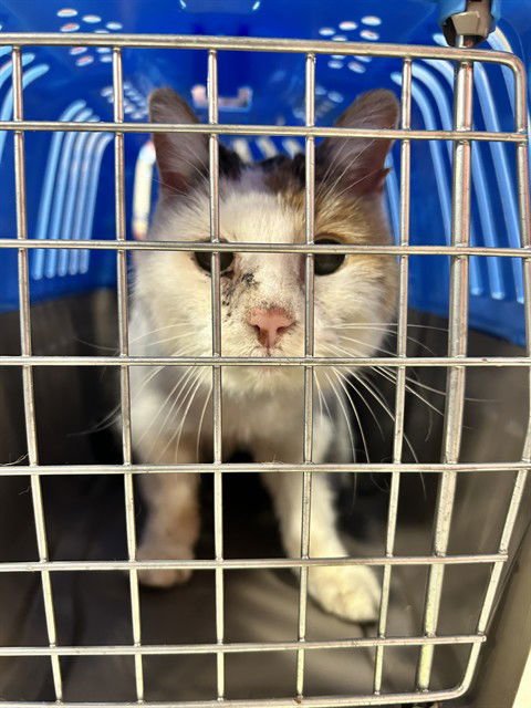 MOOKIE - Domestic Short Hair available for adoption