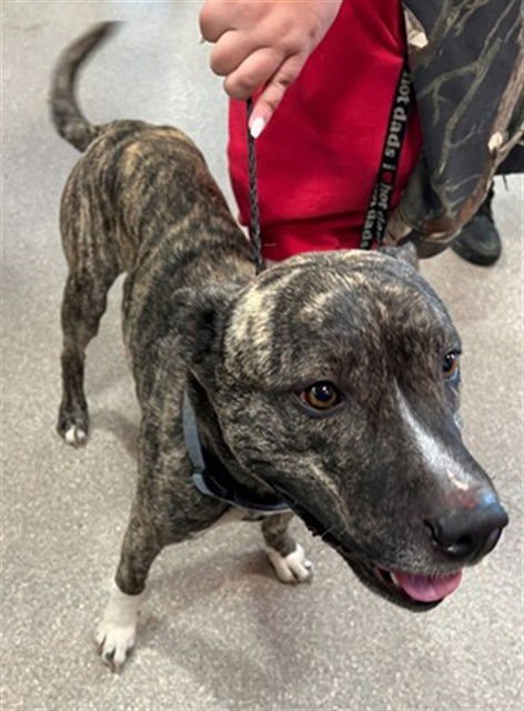 BETTERFLY - Pit Bull Terrier available for adoption