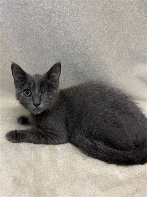 FIREFLY - Domestic Short Hair available for adoption