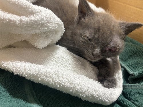 FIREFLY - Domestic Short Hair available for adoption