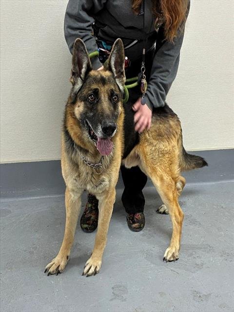 BEAR - German Shepherd Dog available for adoption