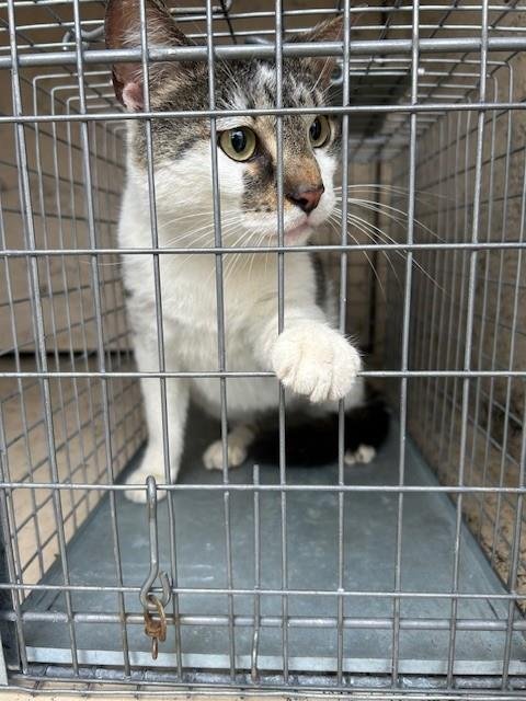 LUCY - Domestic Short Hair available for adoption