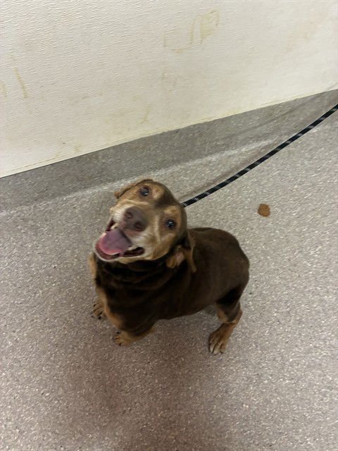 RED - Beagle available for adoption