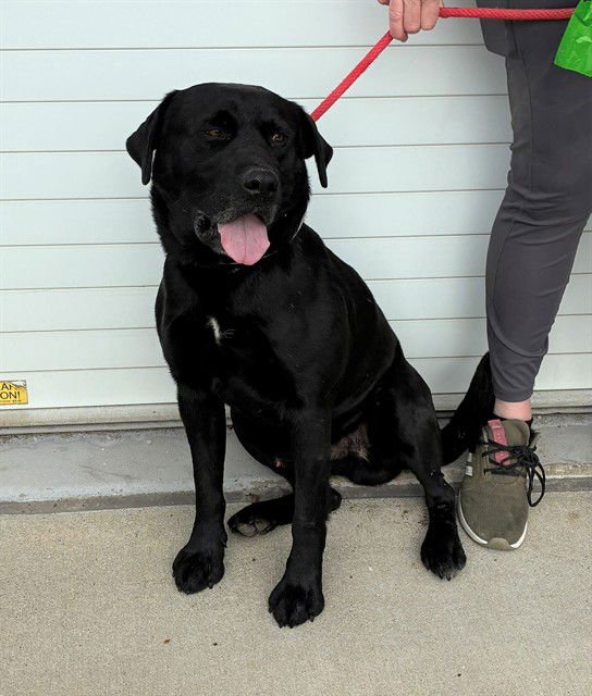 PAUL WALRUS - Labrador Retriever available for adoption