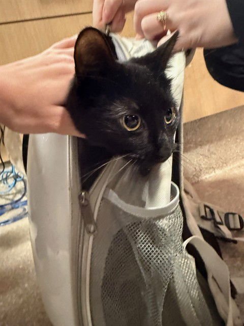 ESME - Domestic Short Hair available for adoption