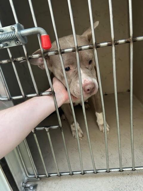 DIVA - Pit Bull Terrier available for adoption