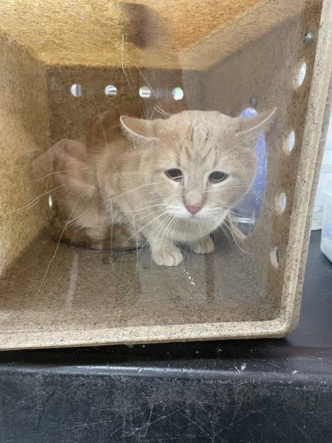 BABY CAT - Domestic Medium Hair available for adoption