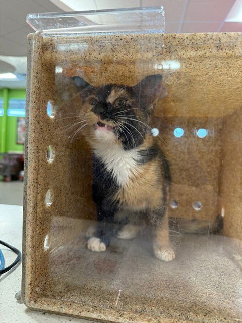 SUSHI - Domestic Short Hair available for adoption