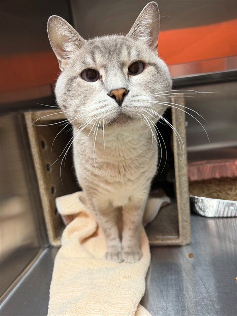 LOVE BUG - Domestic Short Hair available for adoption