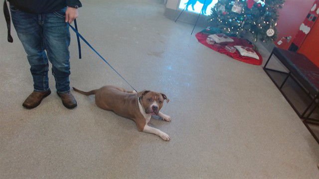 FANNY PACK - Pit Bull Terrier available for adoption