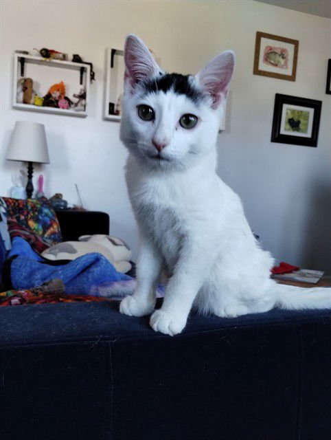 NOEL - Domestic Short Hair available for adoption